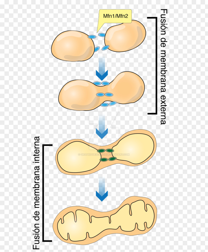 Mitochondria Mitochondrial Fusion Mitochondrion Art Painting Drawing PNG