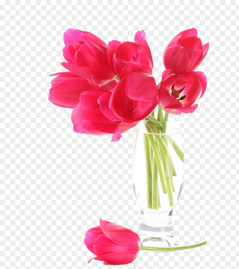 Rose Red Tulips Bouquet Love Lyrics Song Feeling PNG