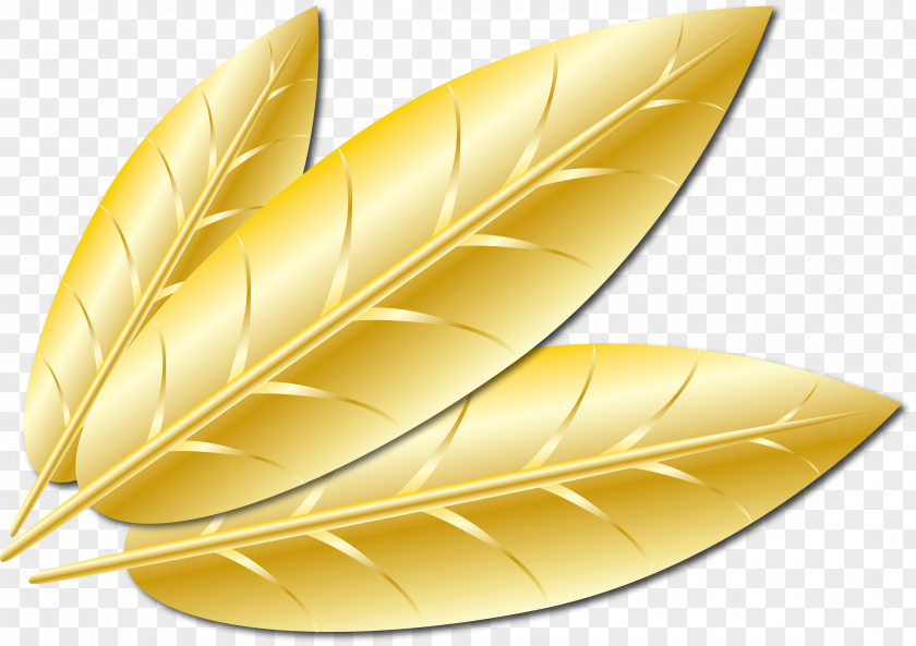 Design Feather PNG