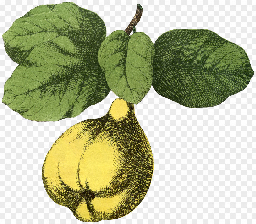 Tree Cucurbita Fruit Art PNG