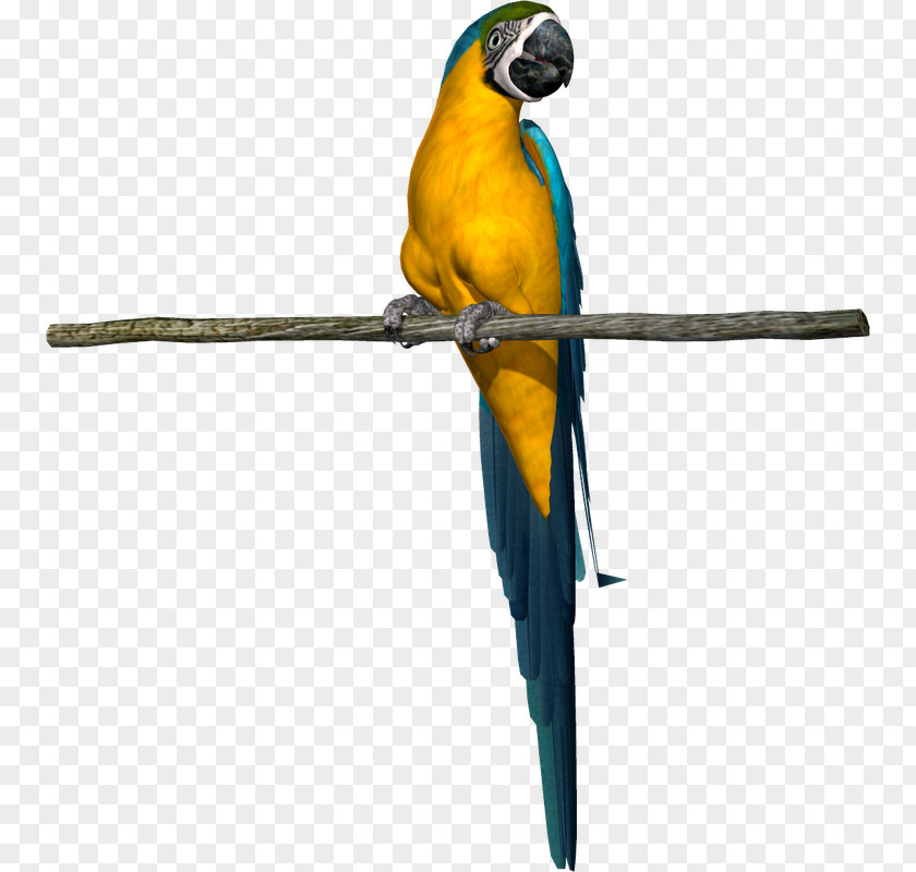 BABY SHARK Parrot Bird Parakeet Macaw Beak PNG