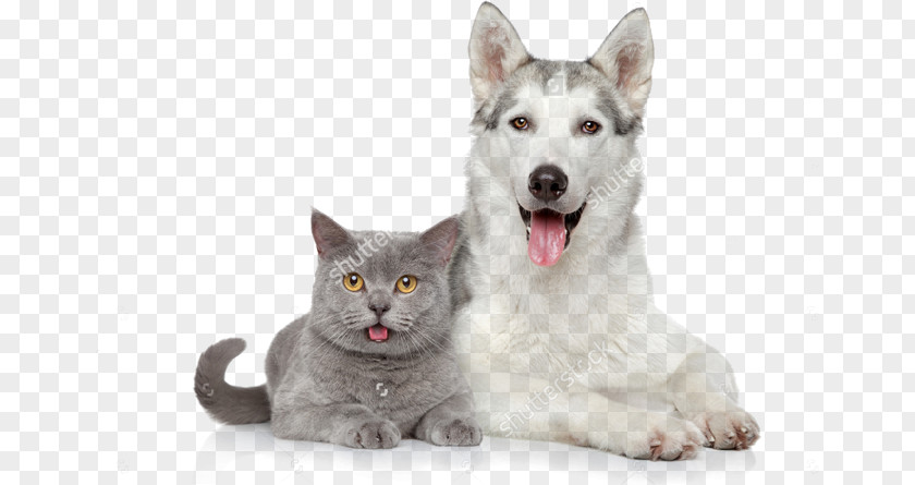 Dog Dog–cat Relationship Cat Food Pet Sitting PNG