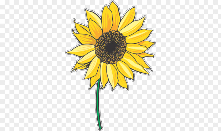 Flower Common Sunflower Clip Art Vector Graphics Image PNG