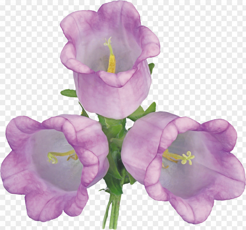 Flowering Plant Cut Flowers Lavender PNG