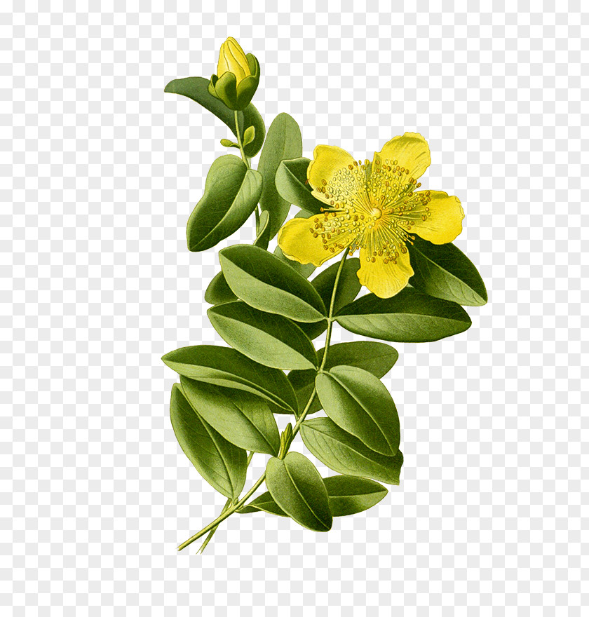 Perforate Wort Do St John Aaron's Beard John's-wort Botanical Illustration Botany PNG