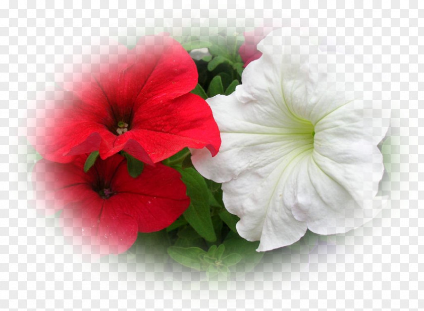 Petunias Mallows Annual Plant Petunia Herbaceous PNG