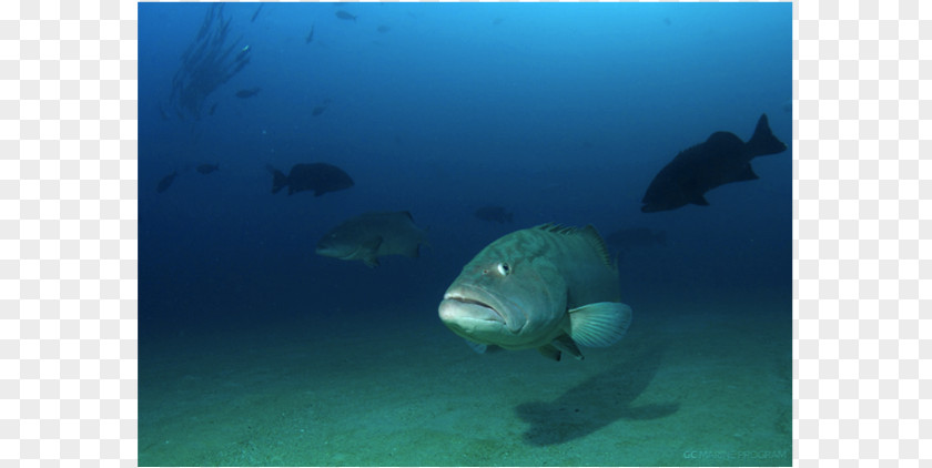 Sea Marine Biology Underwater Mammal PNG