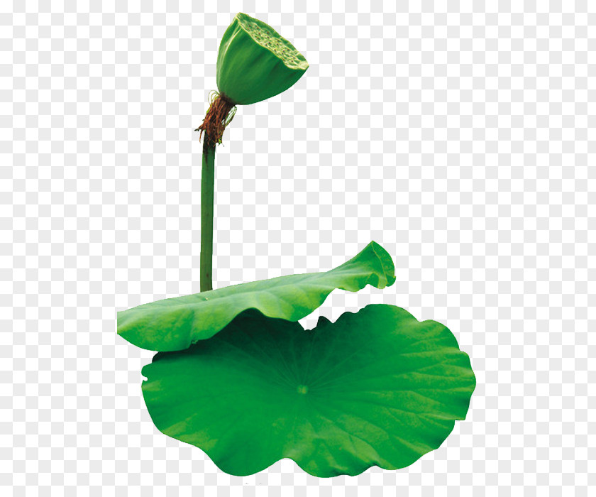 Shower Leaf Nelumbo Nucifera Lotus Effect Euclidean Vector PNG