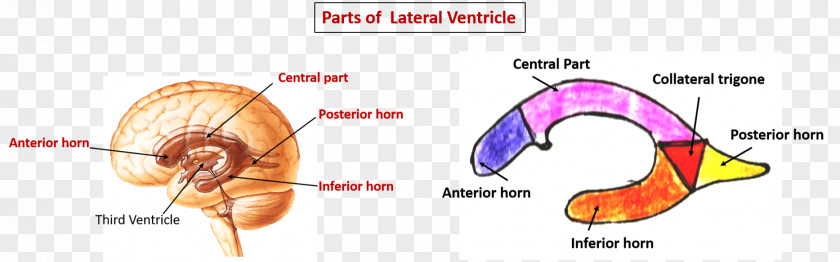 Brain Lateral Ventricles Ventricular System Choroid Plexus Tela Chorioidea PNG