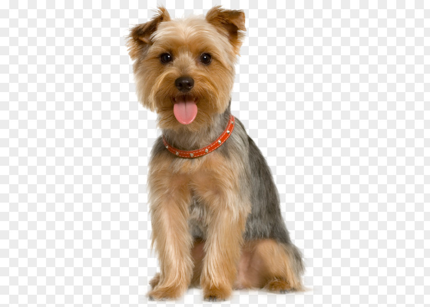 Dogs Pet Sitting Dog Grooming Cat PNG