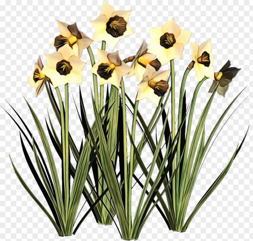 Flower Plant Grass Yellow Narcissus PNG