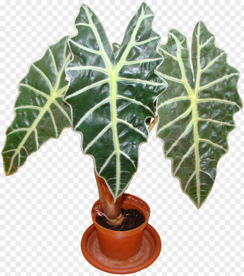 Leaf Flowerpot Houseplant Alocasia Plants PNG