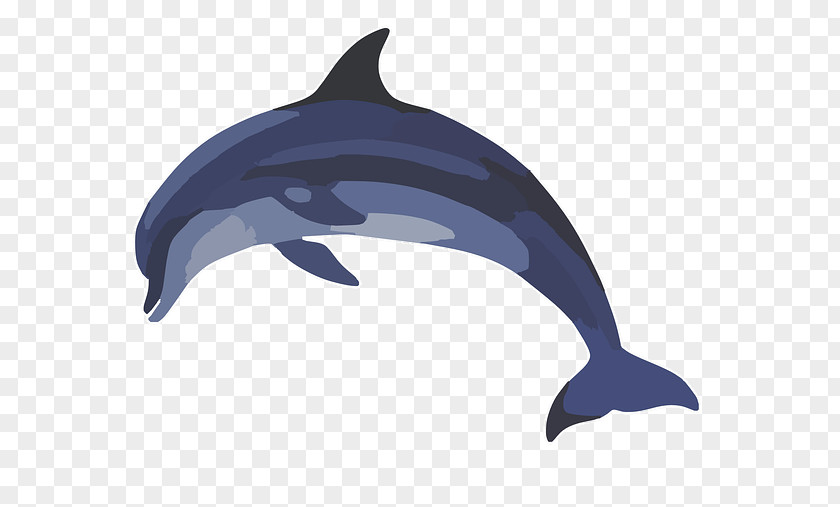 Flippers Common Bottlenose Dolphin Clip Art PNG