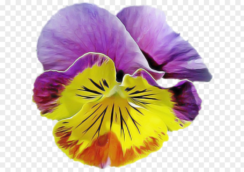 Flower Petal Wild Pansy Violet PNG