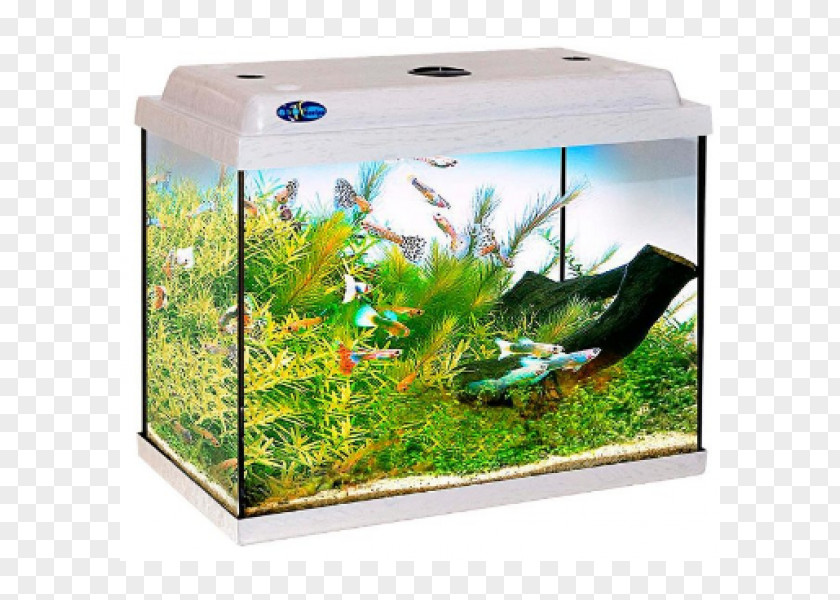 Glass Aquarium Ornamental Fish Goldfish Bettas Terrarium PNG