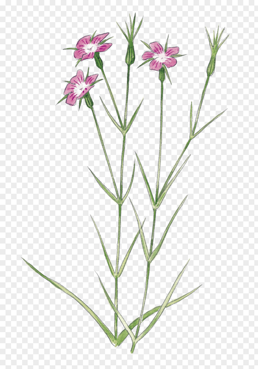 Pink Plant Stem Lavender PNG