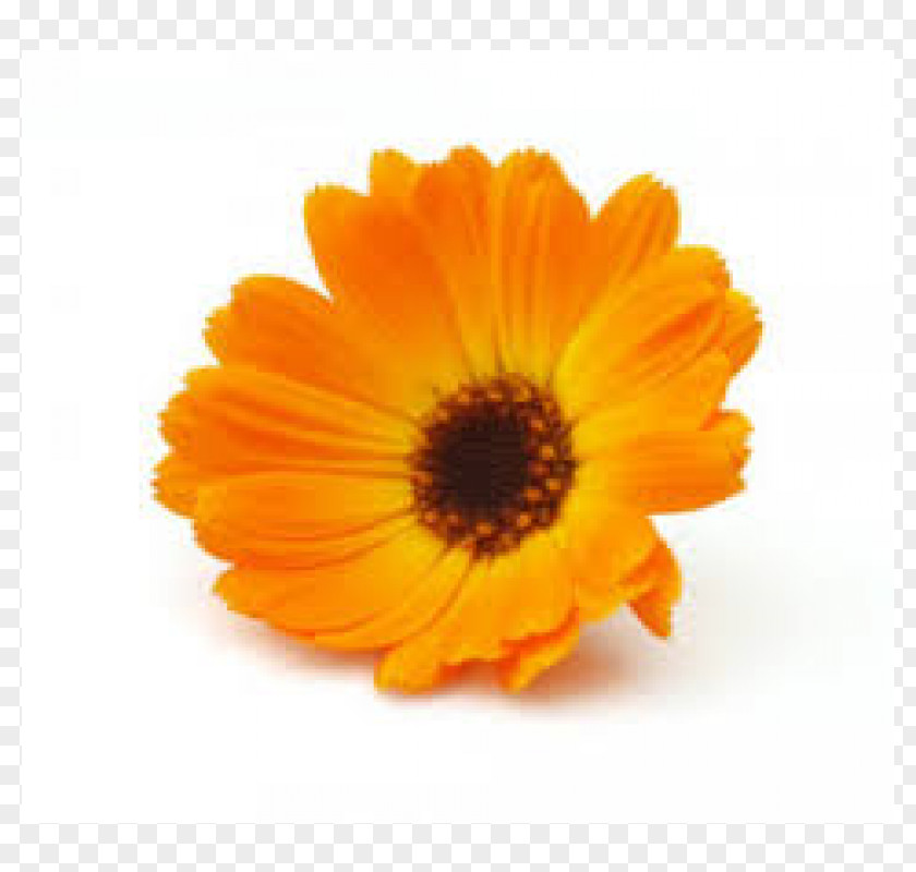 Autumn-flowers Marigolds English Marigold Medicinal Plants Mexican Flower PNG