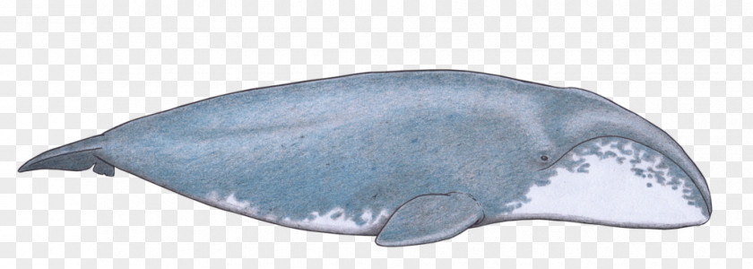 Bowhead Whale Dolphin Porpoise Marine Biology Cetaceans PNG