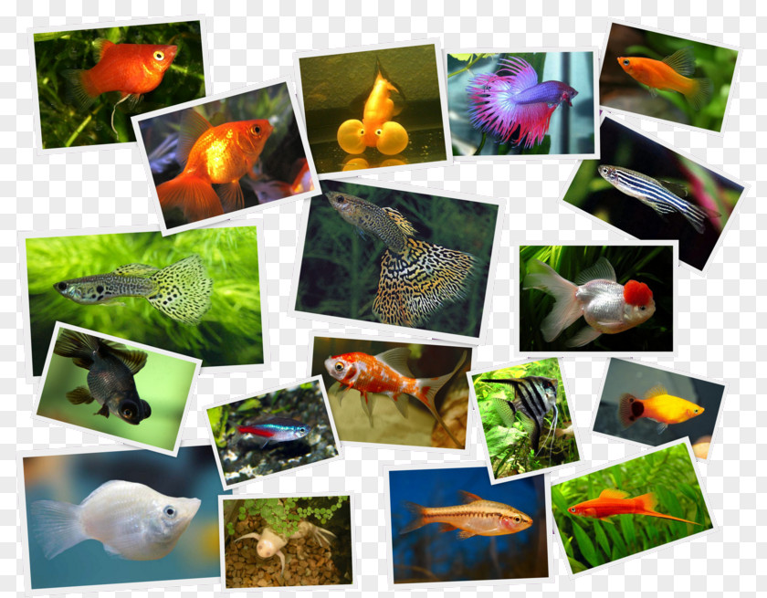 Collage Green Swordtail Paper Photomontage Fauna PNG
