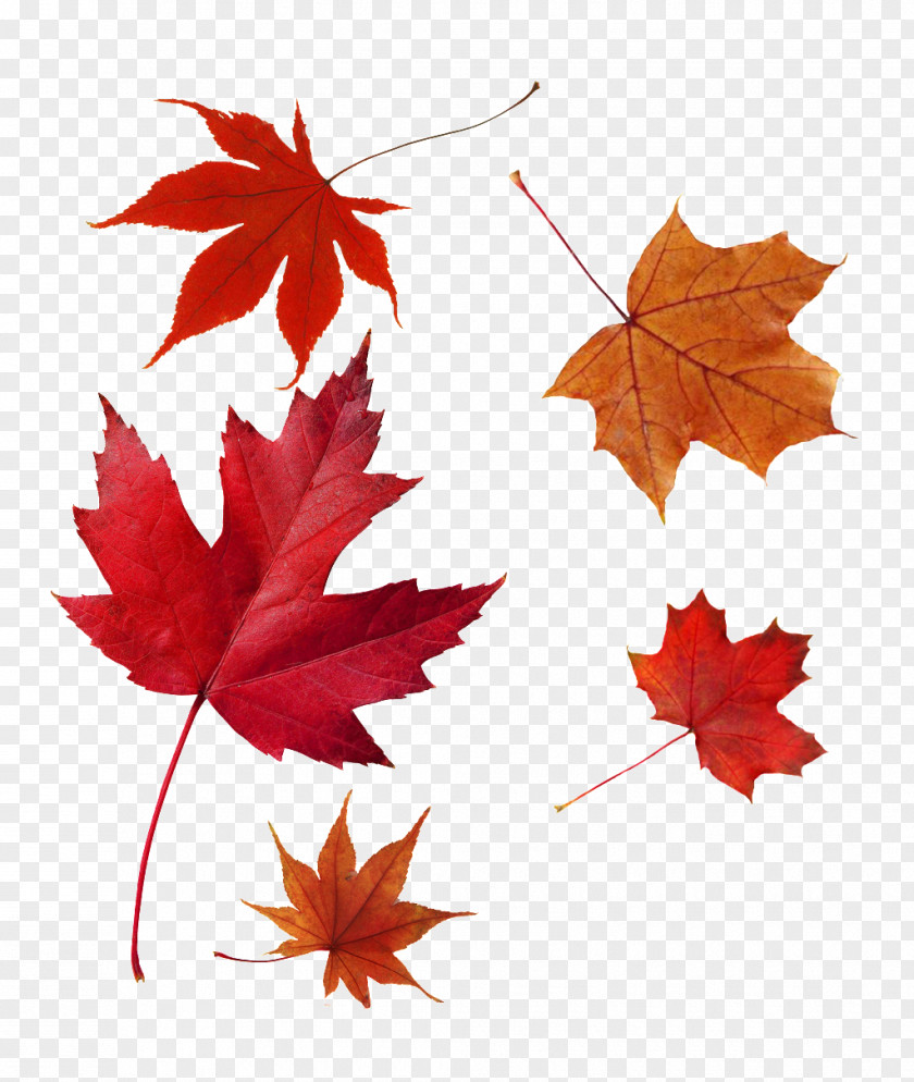 Leaf Japanese Maple Autumn Color Red PNG