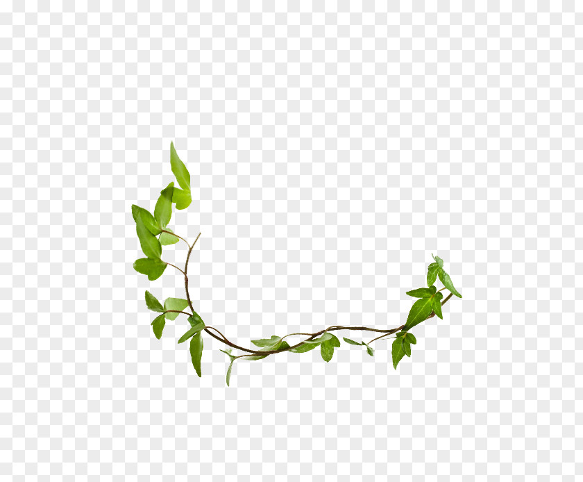 TCT Bank Branch Twig Plant Stem Leaf Herb Line PNG