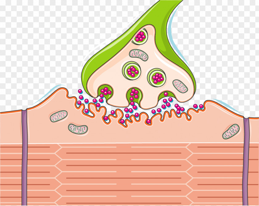 Brain The Cholinergic Synapse Neuromuscular Junction Nervous System Spinal Cord PNG