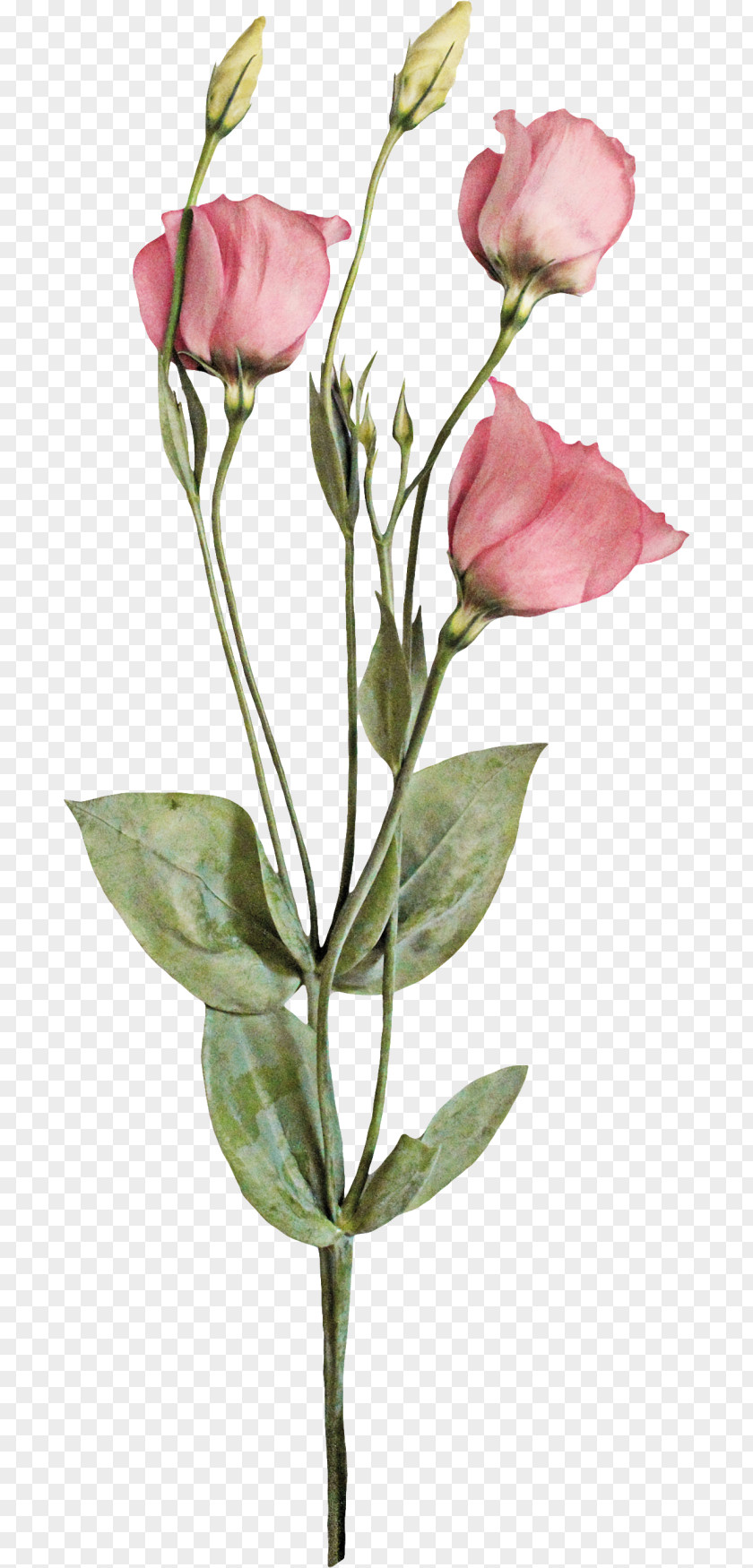 Romantic Pink Flowers Garden Roses Centifolia Cut Bud Plant Stem PNG