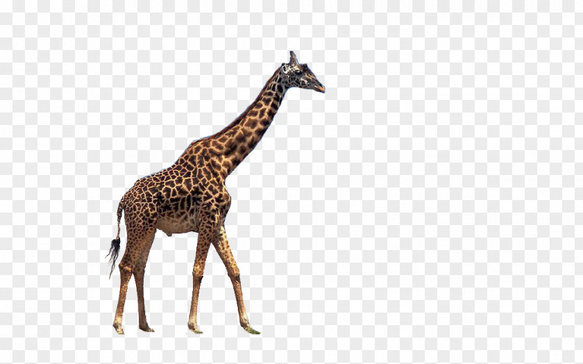 Walking Giraffe Reticulated Drawing Color PNG