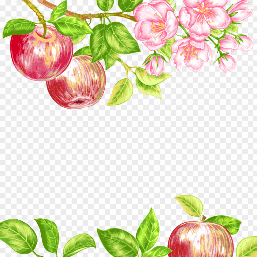Apple Royalty-free Photography Illustration PNG