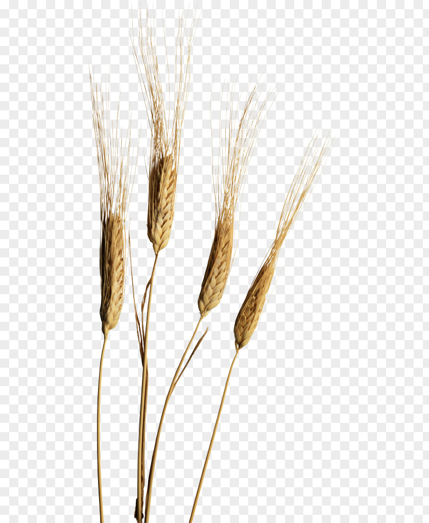 Ear Emmer Einkorn Wheat Cereal PNG