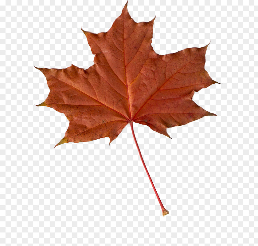 Leaf Maple Autumn Leaves Clip Art PNG