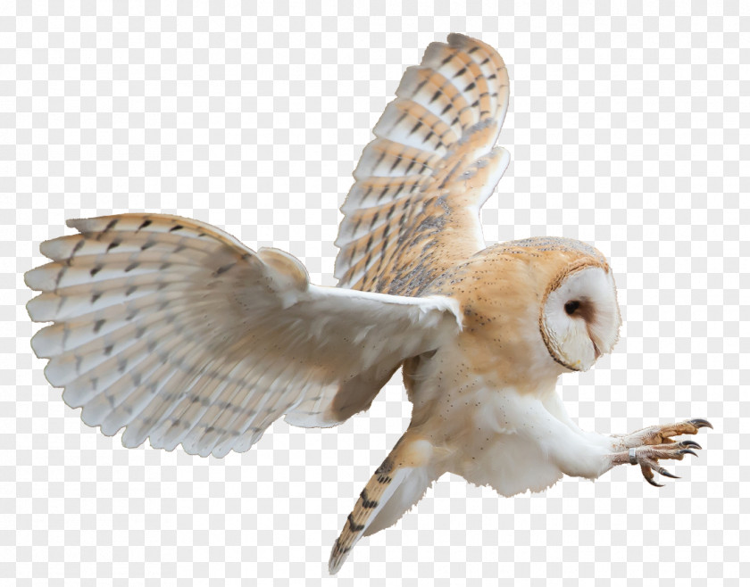 Overlapping Bird Owl Beak PDF Feather PNG