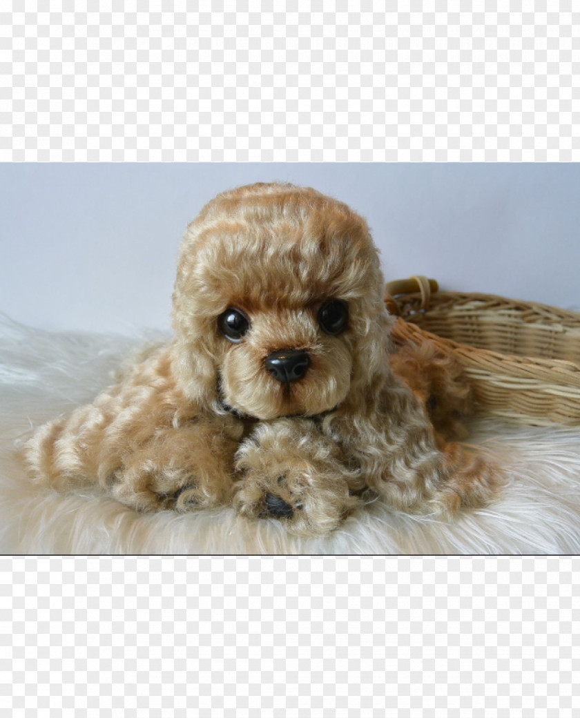 Puppy Toy Poodle American Cocker Spaniel Cockapoo Miniature Cavapoo PNG