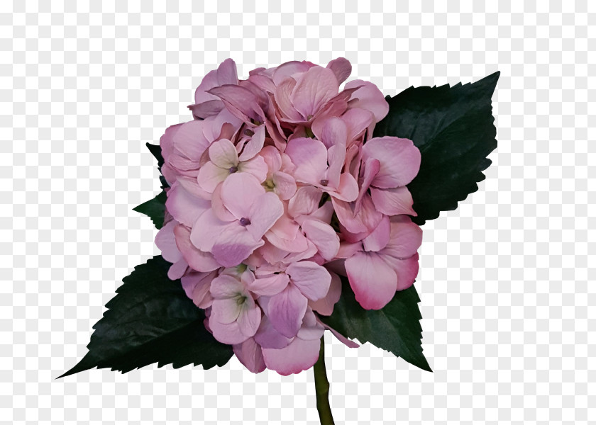 Rose Hydrangea Cut Flowers Pink PNG
