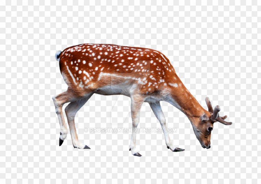 Young White-tailed Deer Reindeer Antler PNG