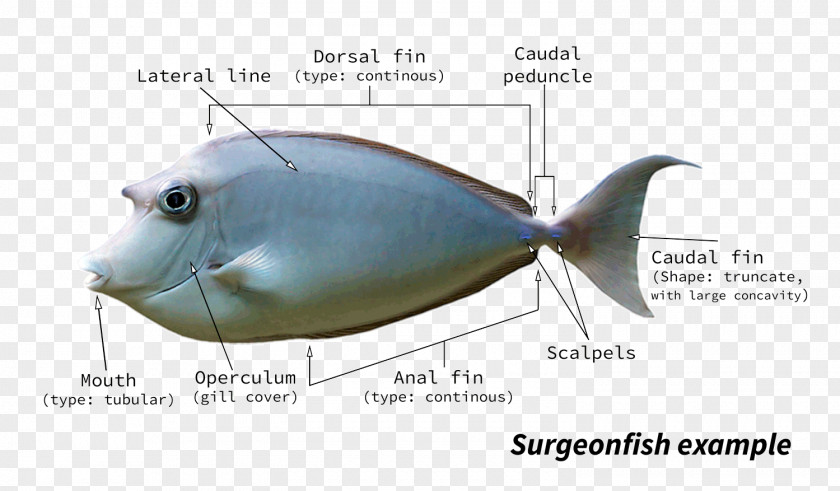 Fish Pufferfish Fugu Anatomy PNG