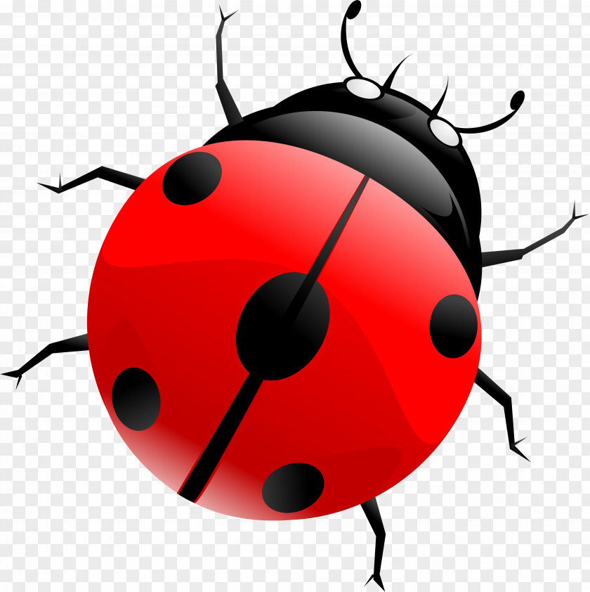 Ladybird Beetle Blog Clip Art PNG