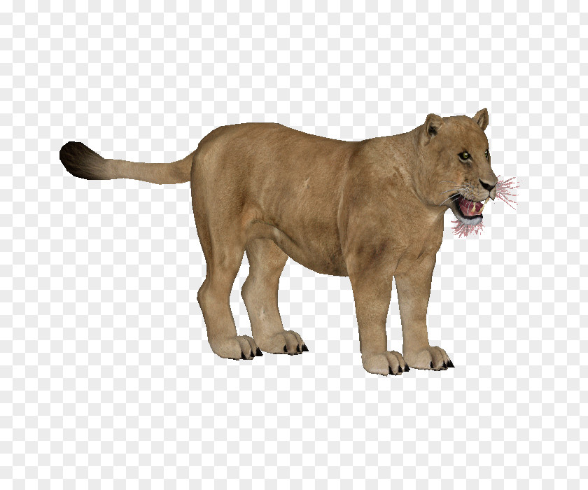 Lion Big Cat Terrestrial Animal Puma PNG