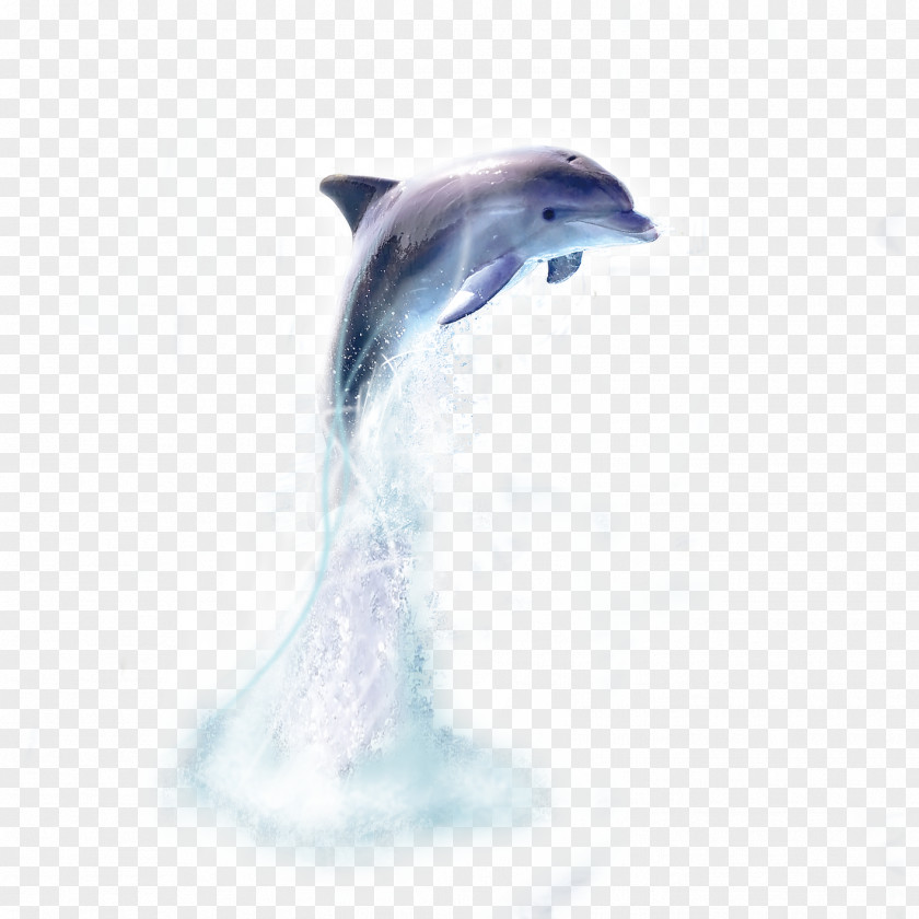 Dolphin Oceanic Whale PNG