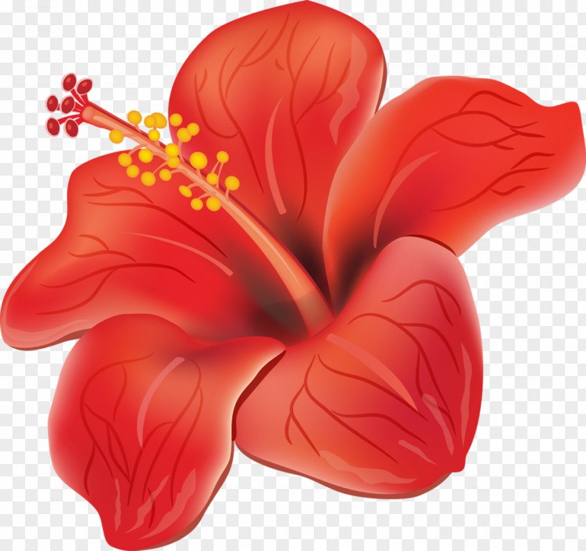 Flower Tropical Hibiscus Clip Art PNG