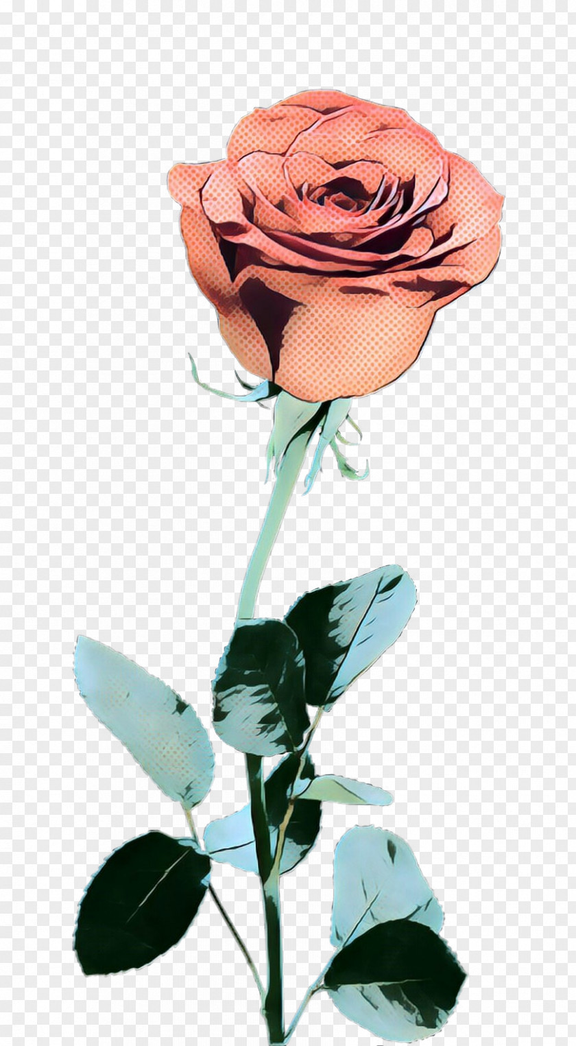 Garden Roses Cut Flowers Floral Design Illustration PNG