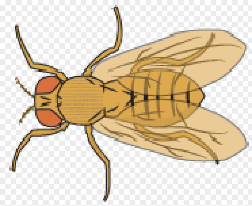 Green Vecto Common Fruit Fly Honey Bee Clip Art PNG