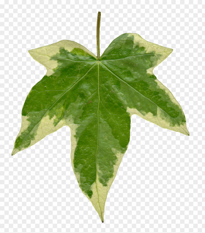 Ivy Common Leaf Vine Texture Mapping Clip Art PNG