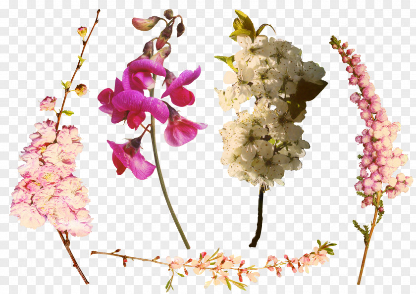 Orchids Of The Philippines Orchid Family Tree Design PNG