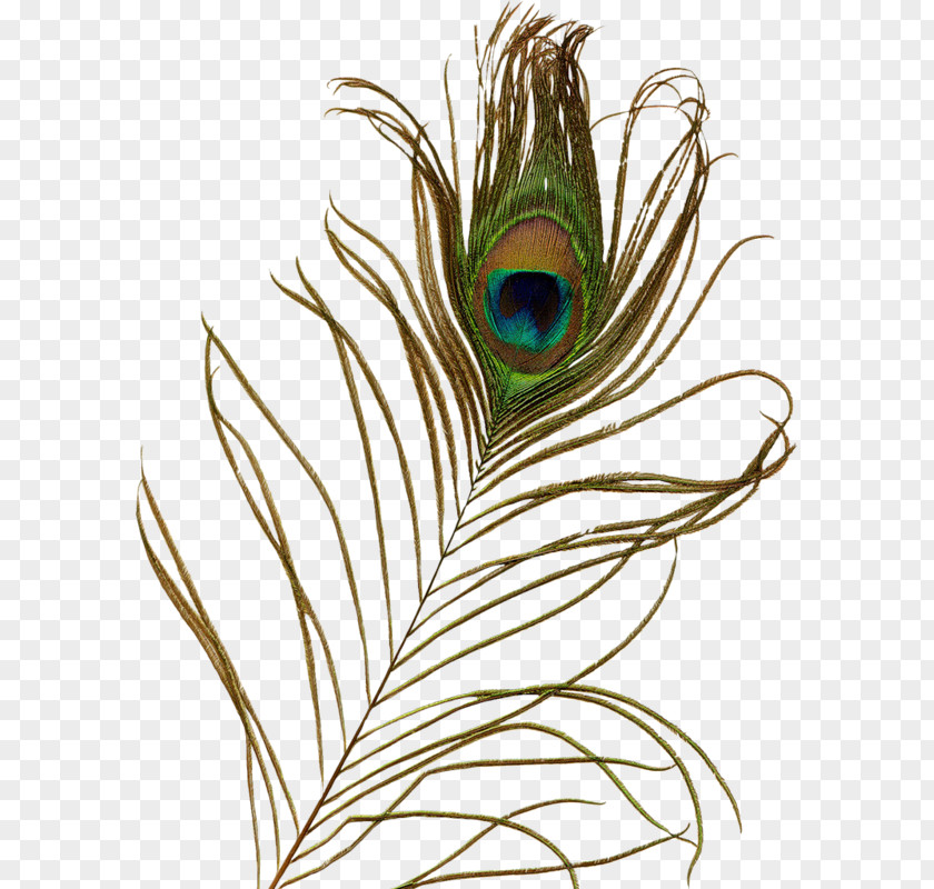 Peacock Feathers Feather Asiatic Peafowl Clip Art PNG