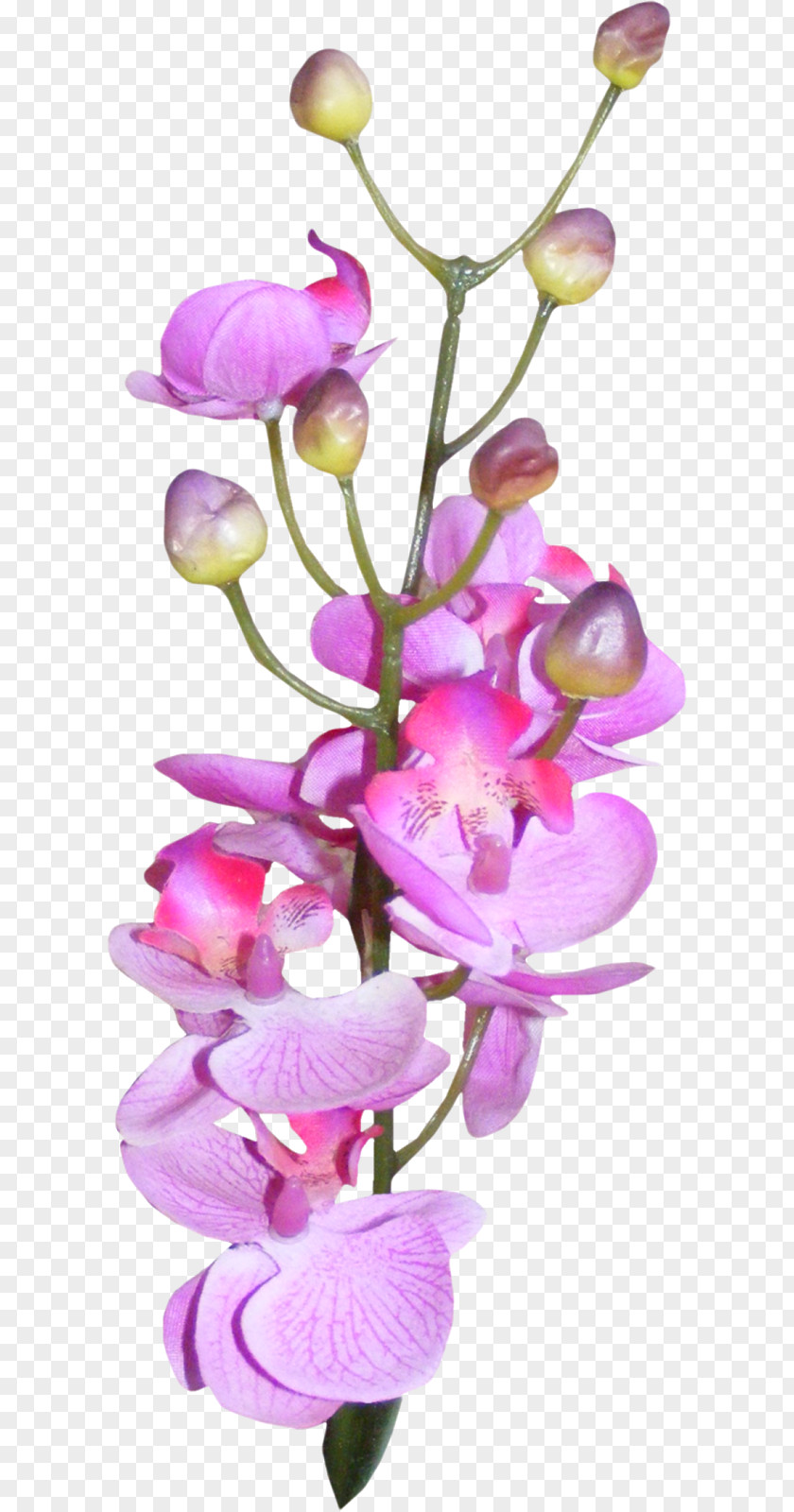 Purple Moth Orchids PNG