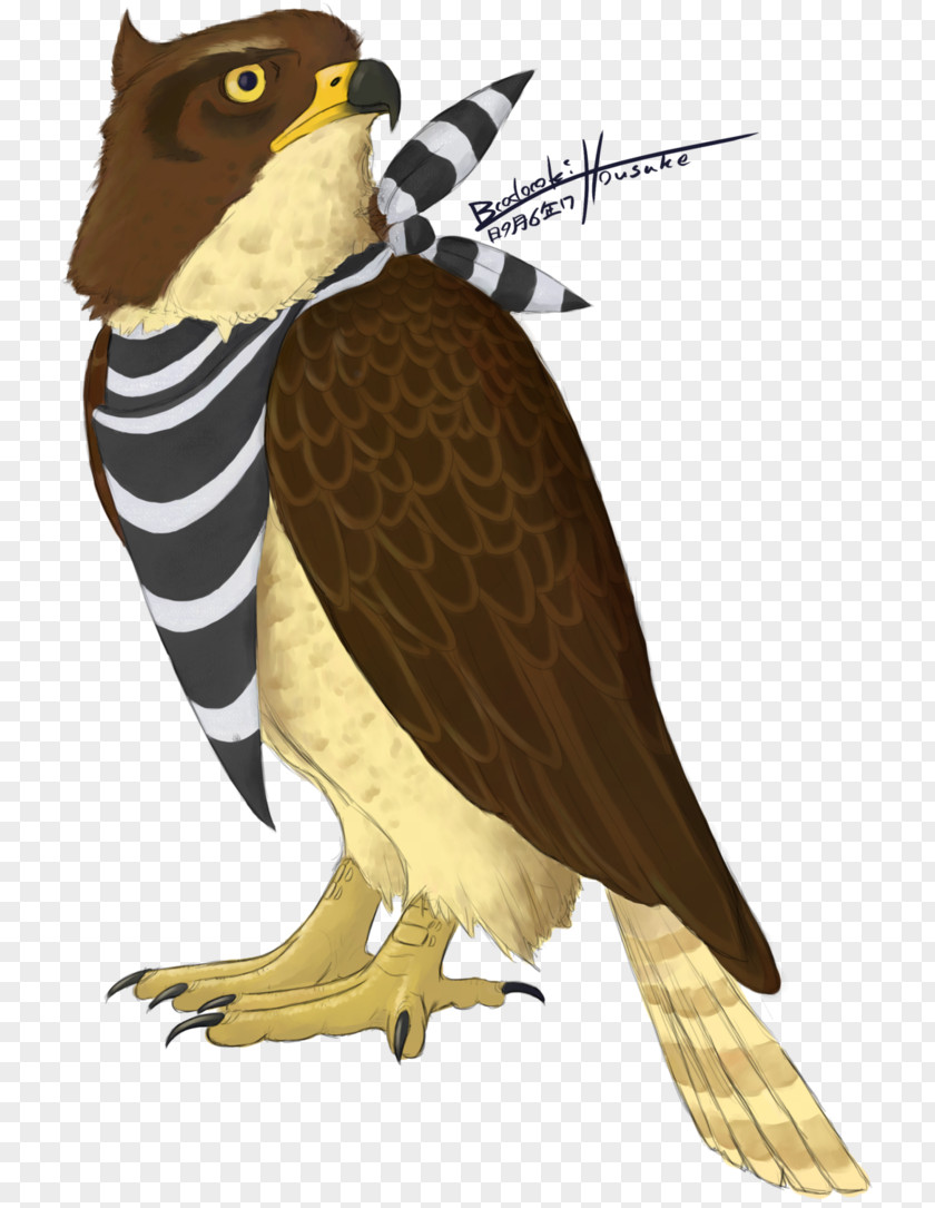 Redtailed Hawk Owl Eagle Beak Feather PNG