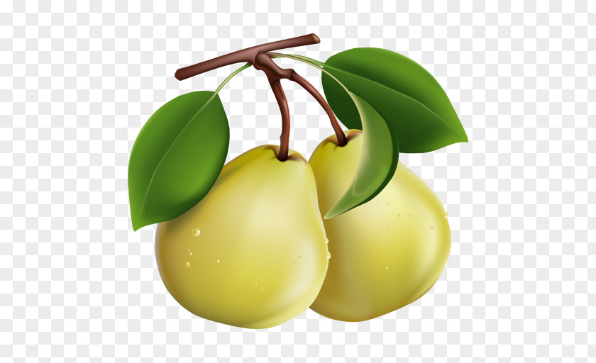 Apple Pear Drop Perry Clip Art PNG