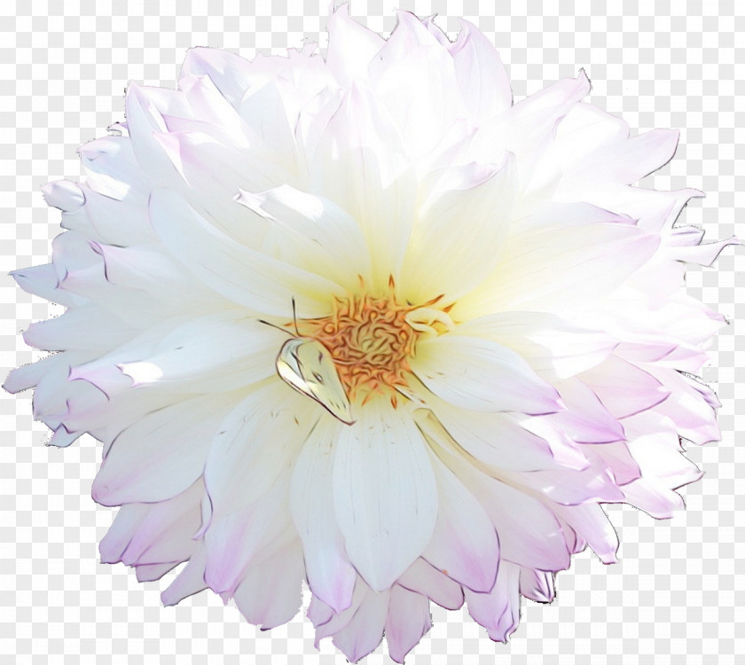 Chrysanthemum Rose Family Cut Flowers Petal PNG