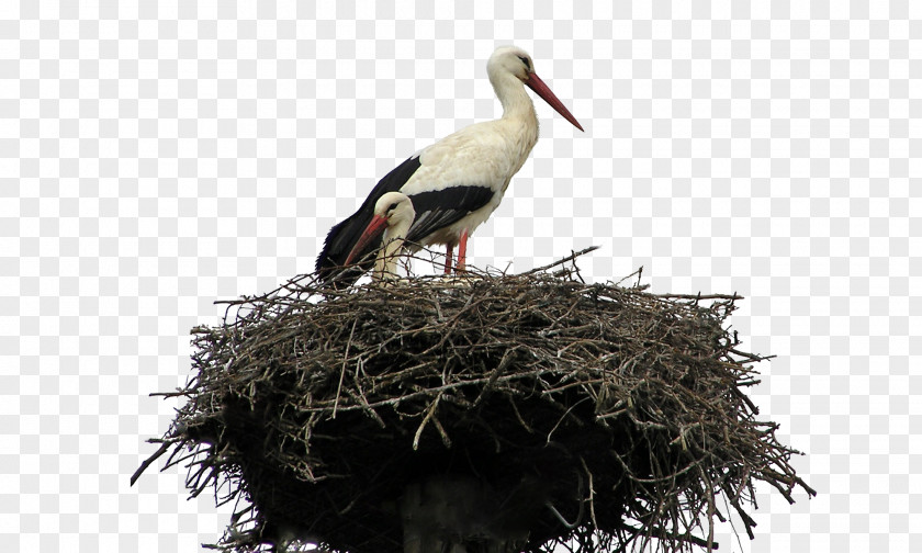 Crane Nest Bird Parrot White Stork PNG